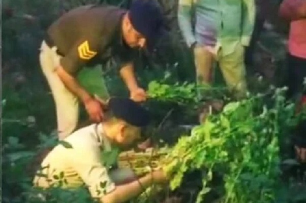 सैनवाला गांव में पुलिस टीम ने मुश्तर जमीन से बरामद किए अफीम के 186 पौधे