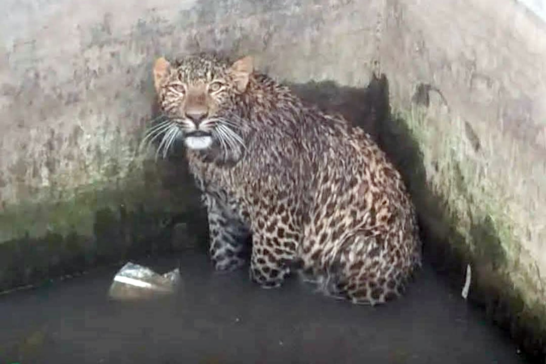 टेंक में तेंदुआ