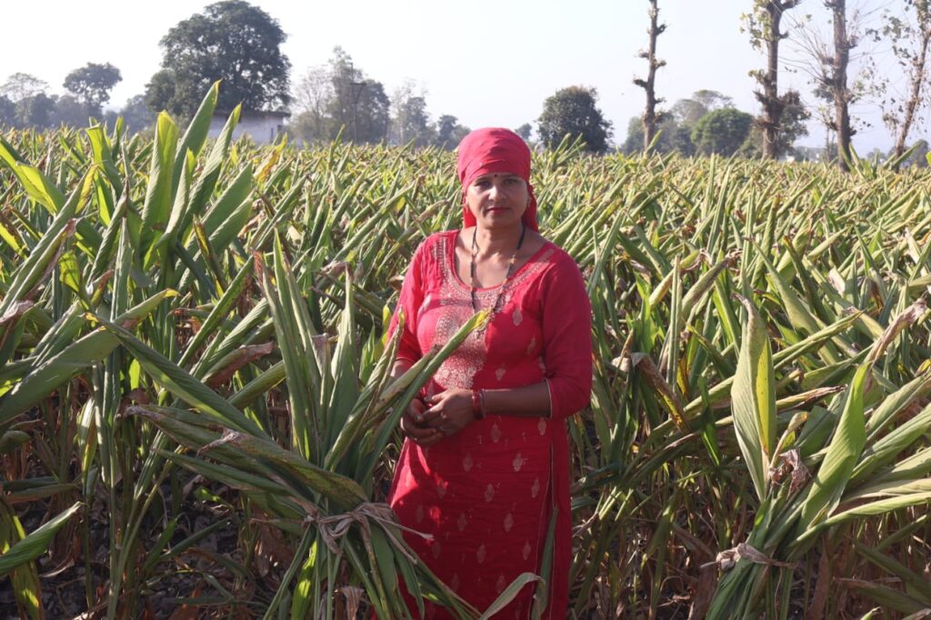 पांवटा साहिब की तारावती अपने हल्दी का खेत दिखाती