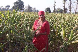 पांवटा साहिब की तारावती अपने हल्दी का खेत दिखाती